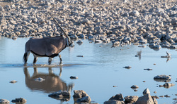 Splashing Through The Waterhole