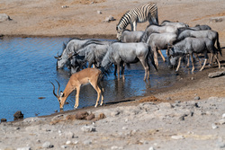 Impala and Friends