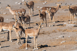 I Think They Can Hear Me