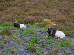 Wild Welsh Mountain Goats
