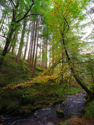 Turning To Autumn