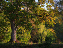 Leaves Flickering Like Flames