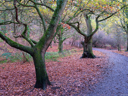 A Path Worth Walking