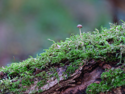 Mushroom On A Mossy Log