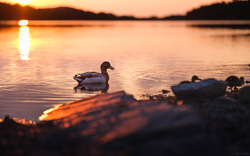 Don't Wander Off Kids!