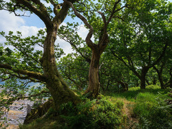 Quietly Growing On The Slate Slopes