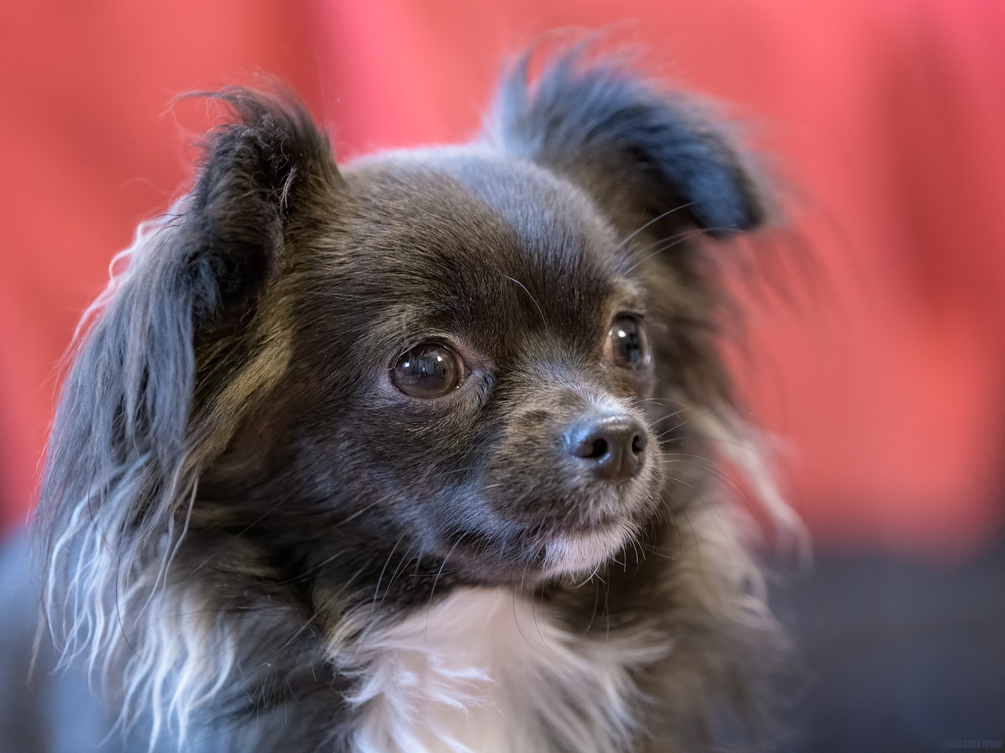 My Beautiful Little Girl