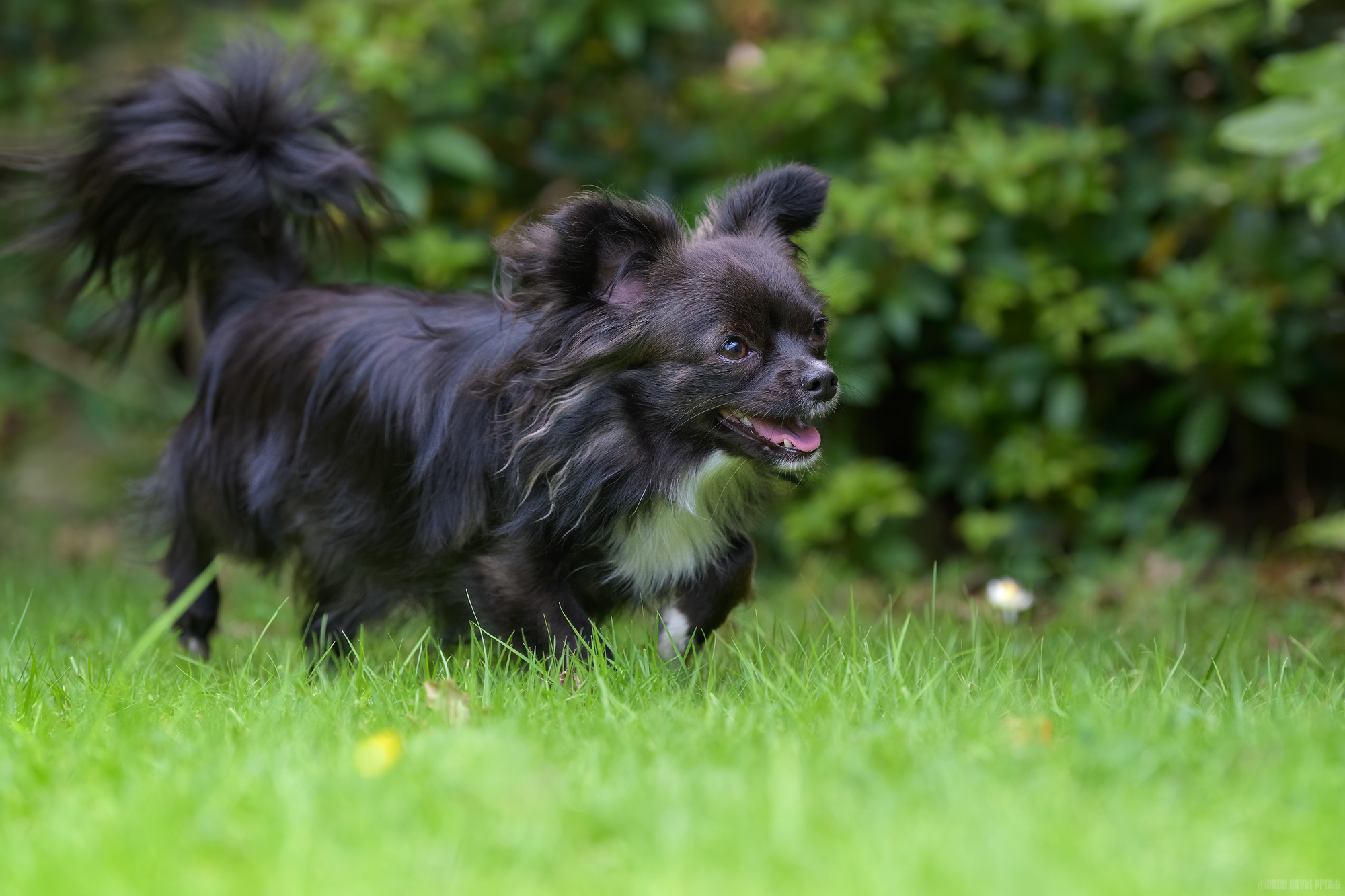 Grass Under Her Paws