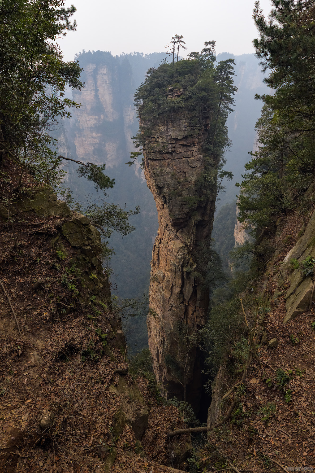 A Tower Between The Trees