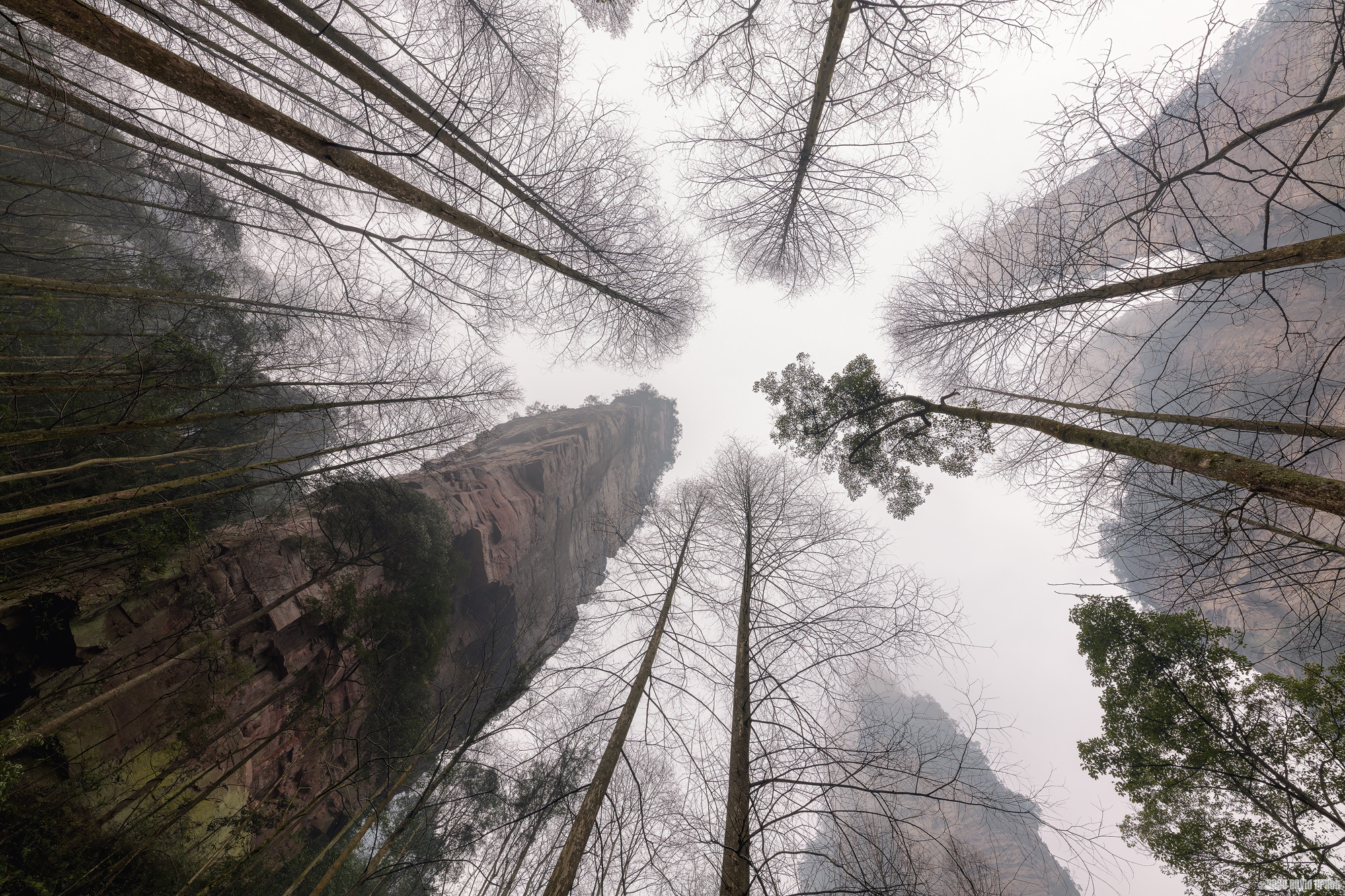 From The Forest Floor