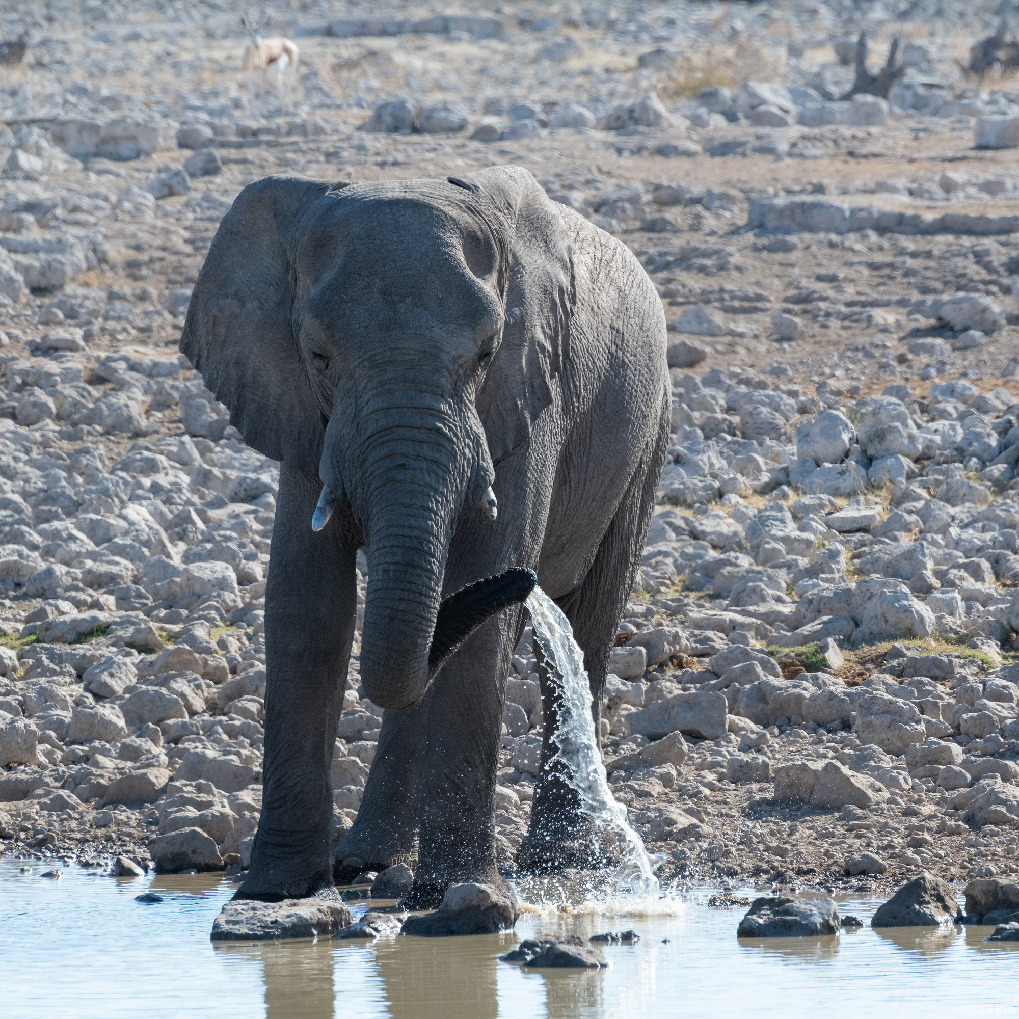 Trunk Spillage