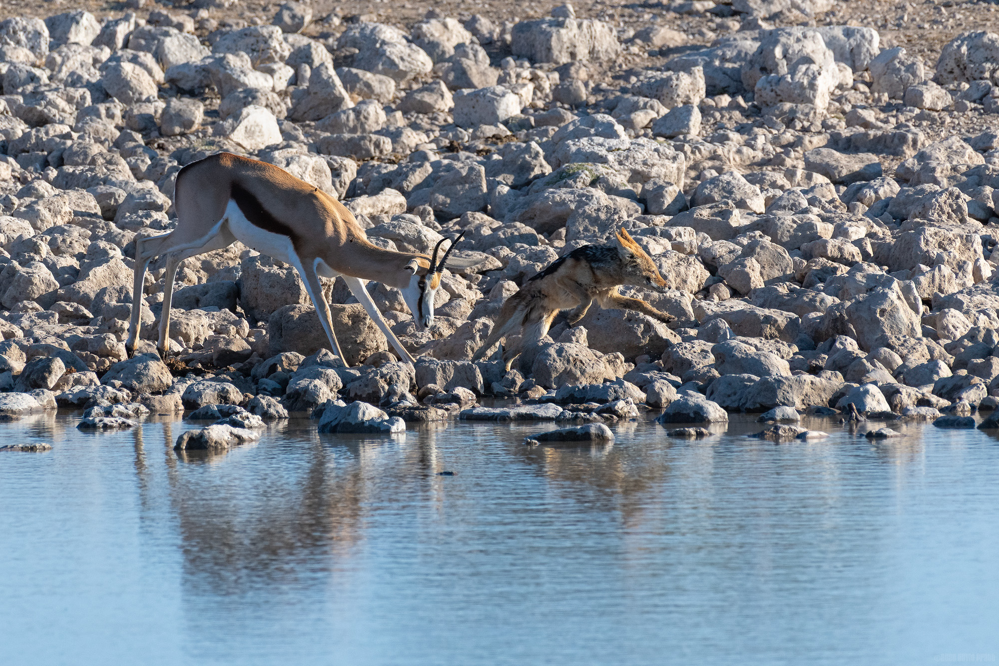 Springbok Chasing Off A Jackal