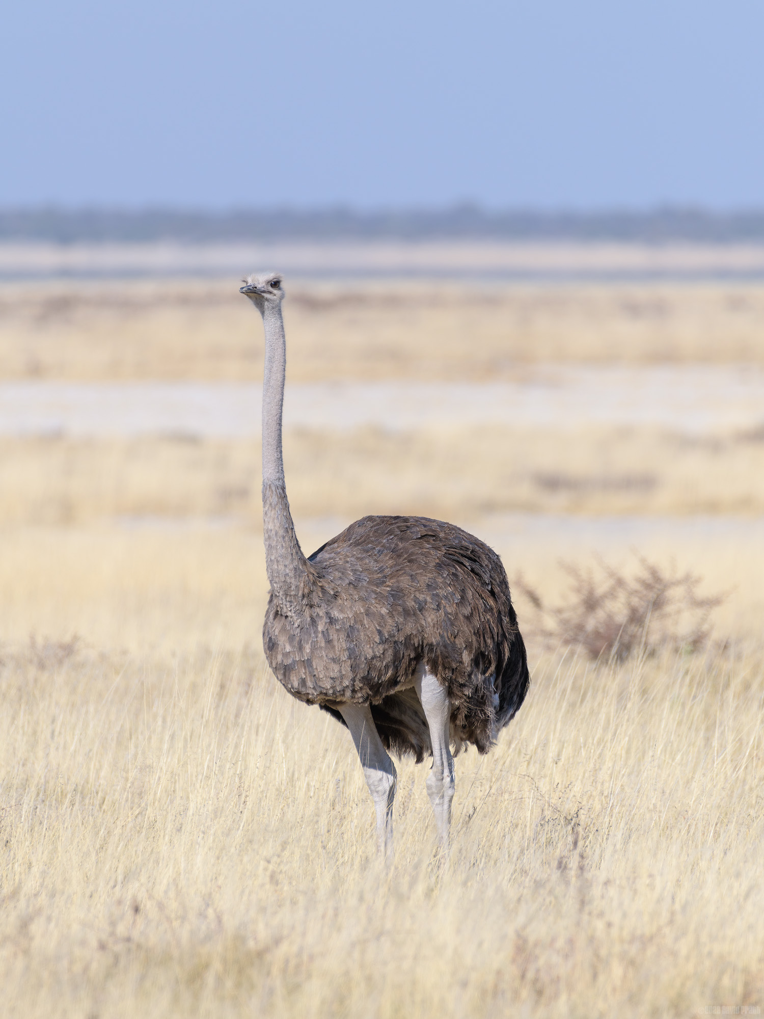 Ostrich Standoff