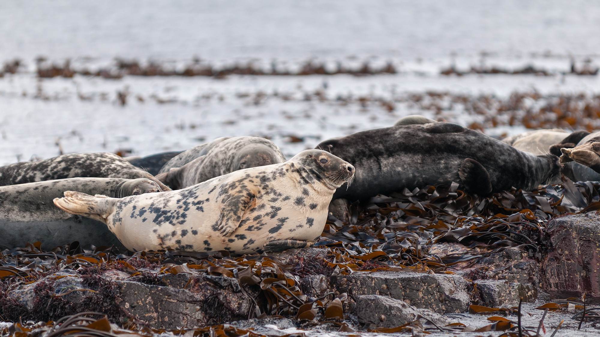 Young Grey Seal