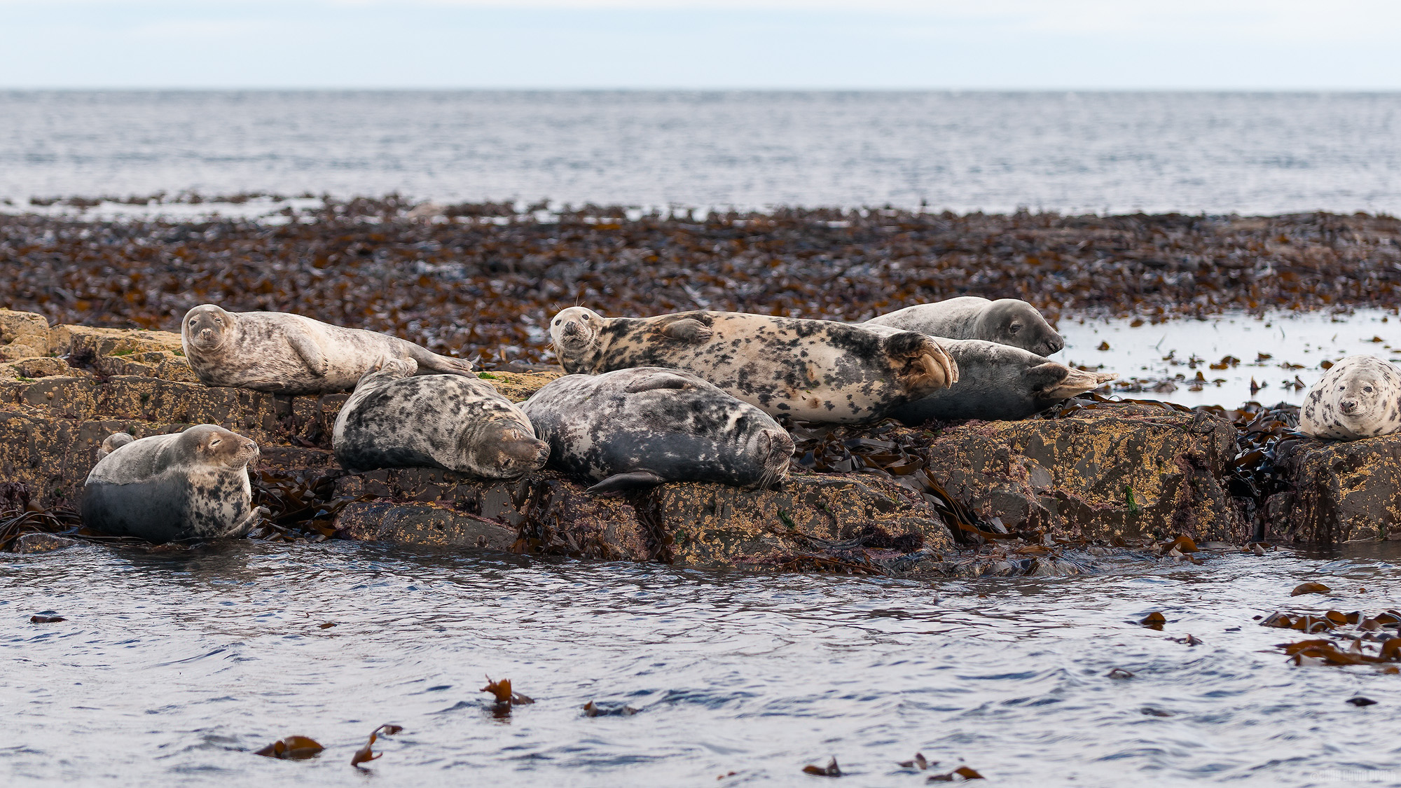 Snoozing Seals