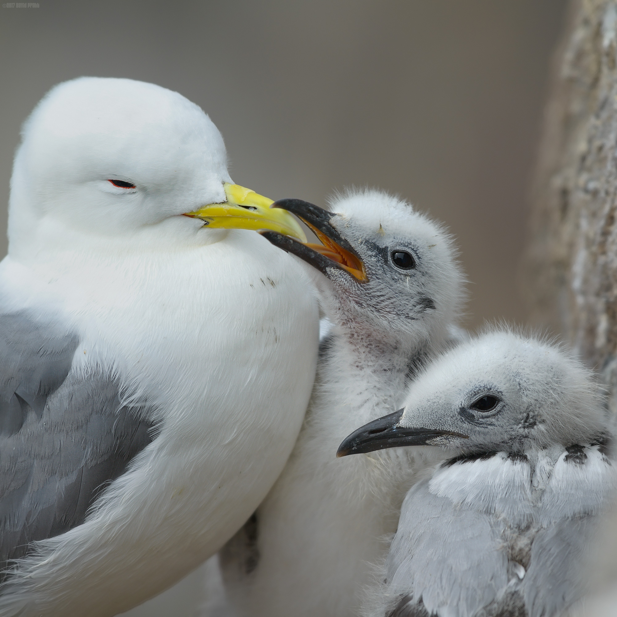 Wakey Wakey Dinner Time