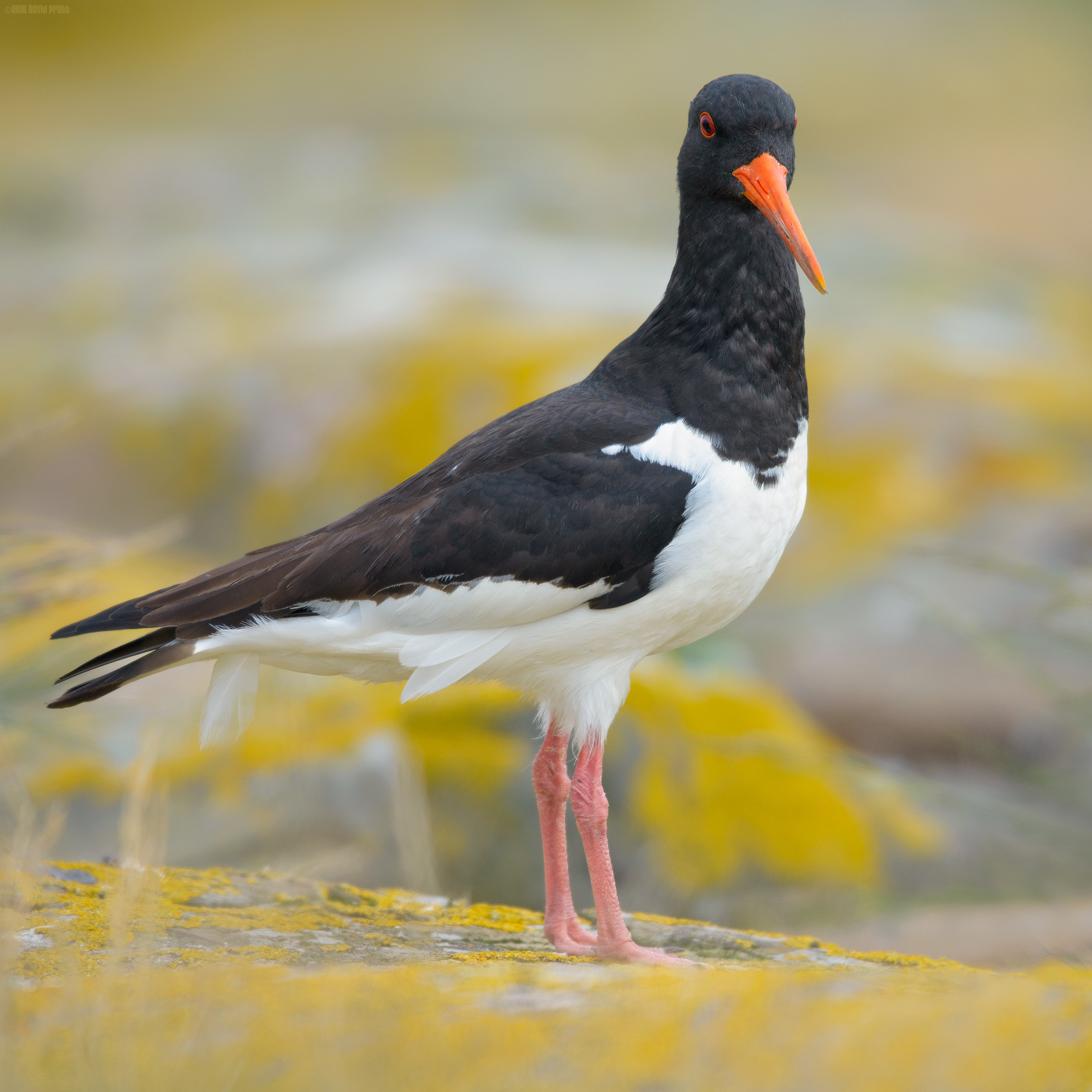 Oyster Catcher