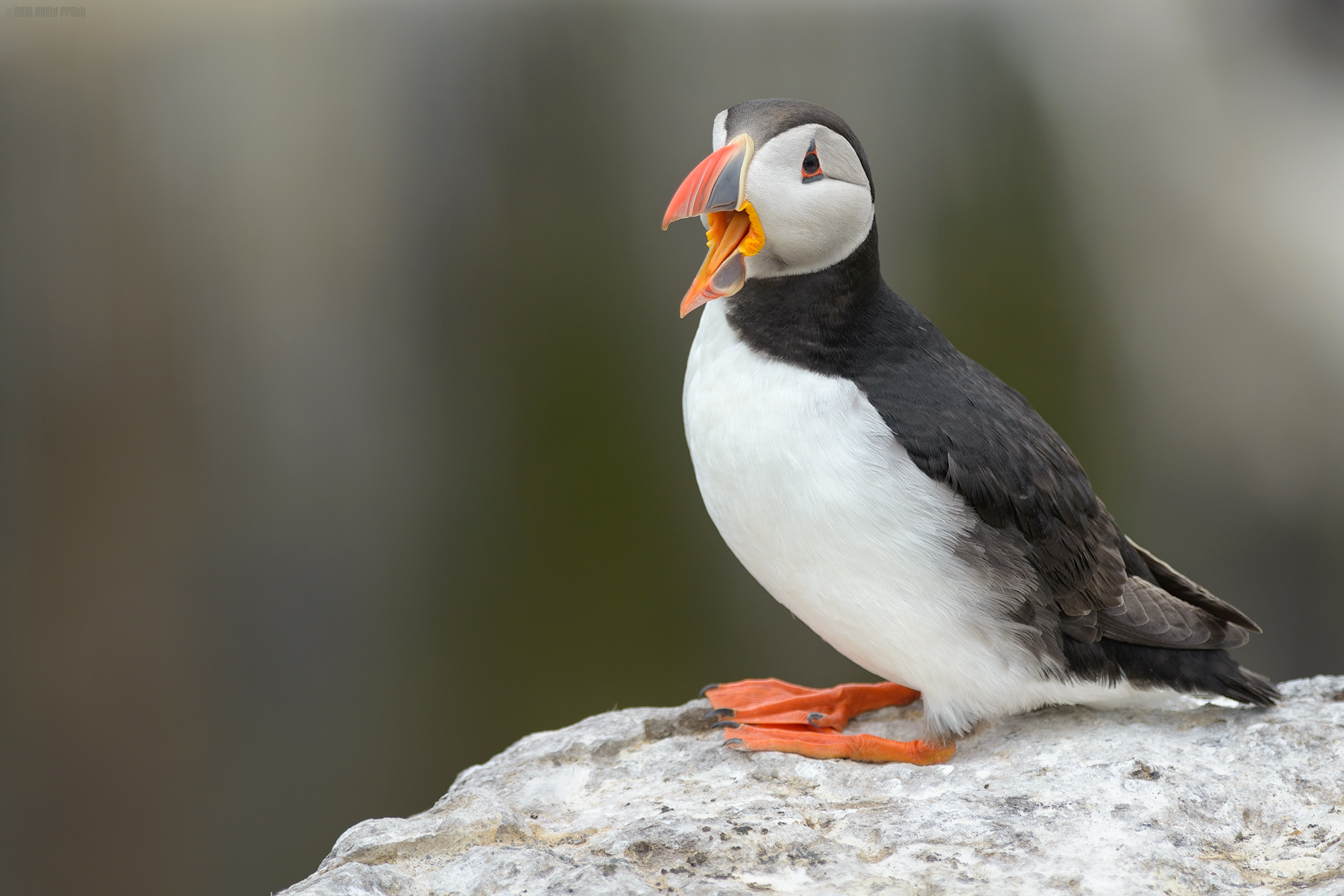 The Laughing Puffin