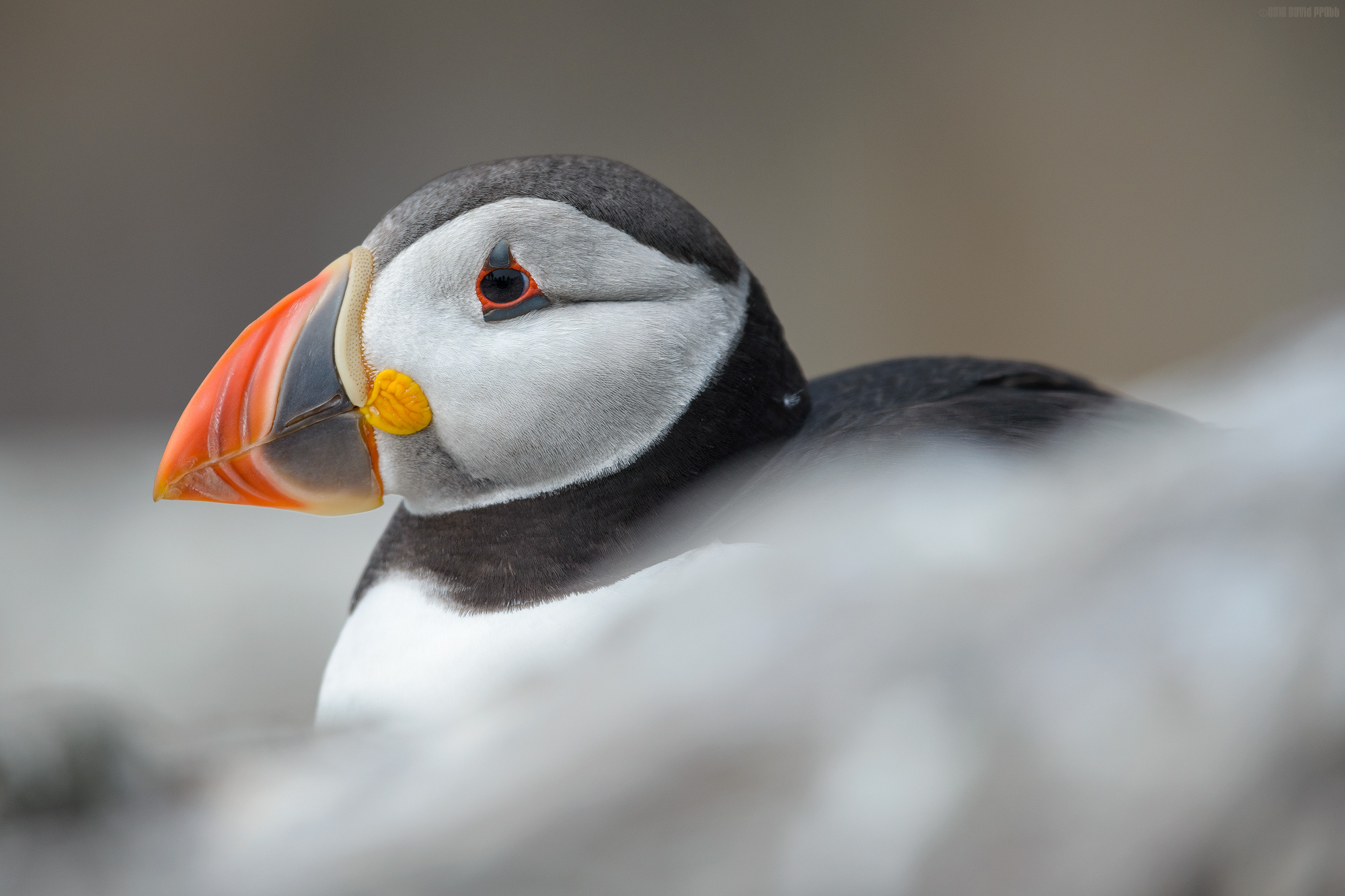 Puffin In Profile