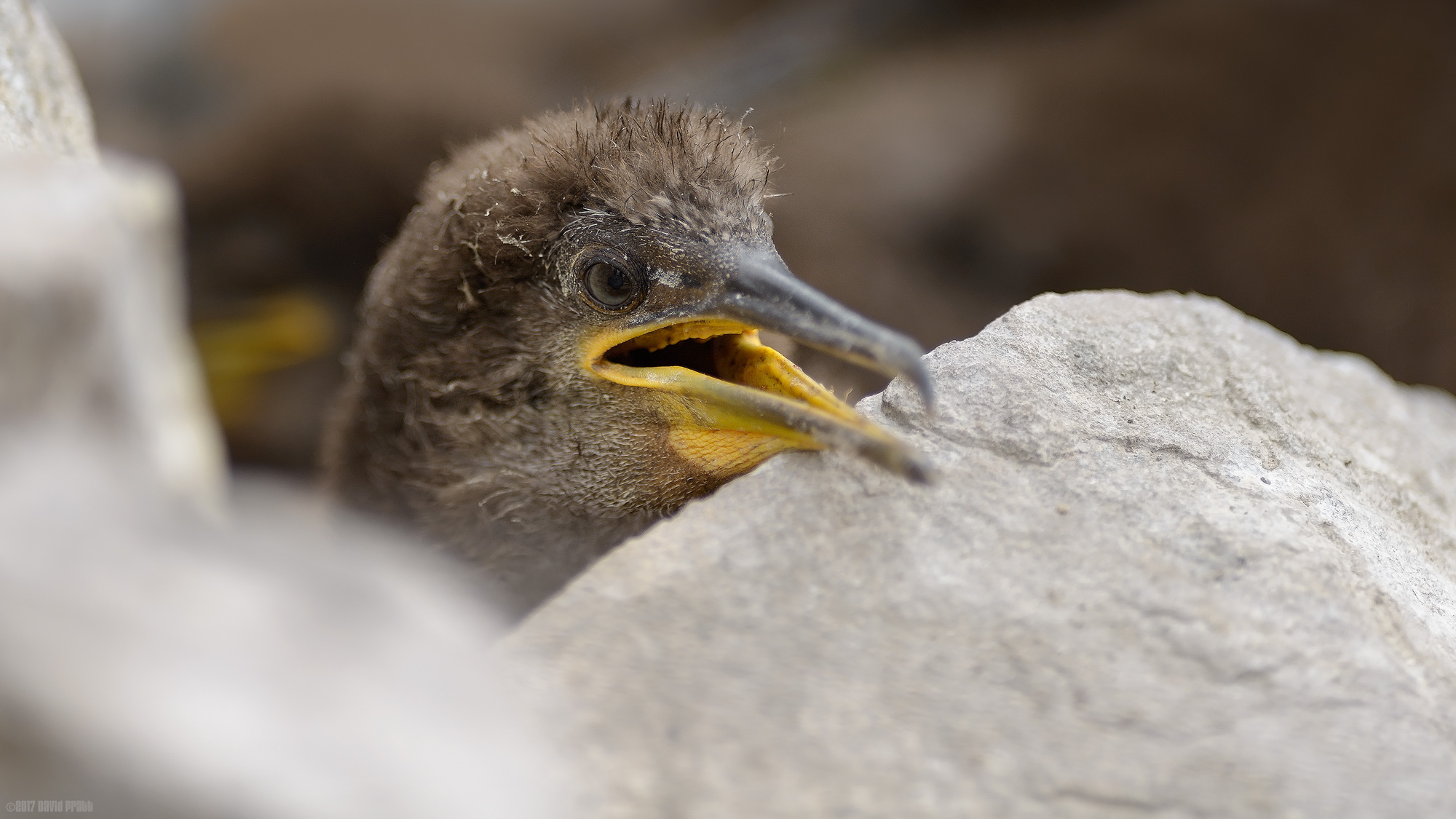 In Amongst The Rocks
