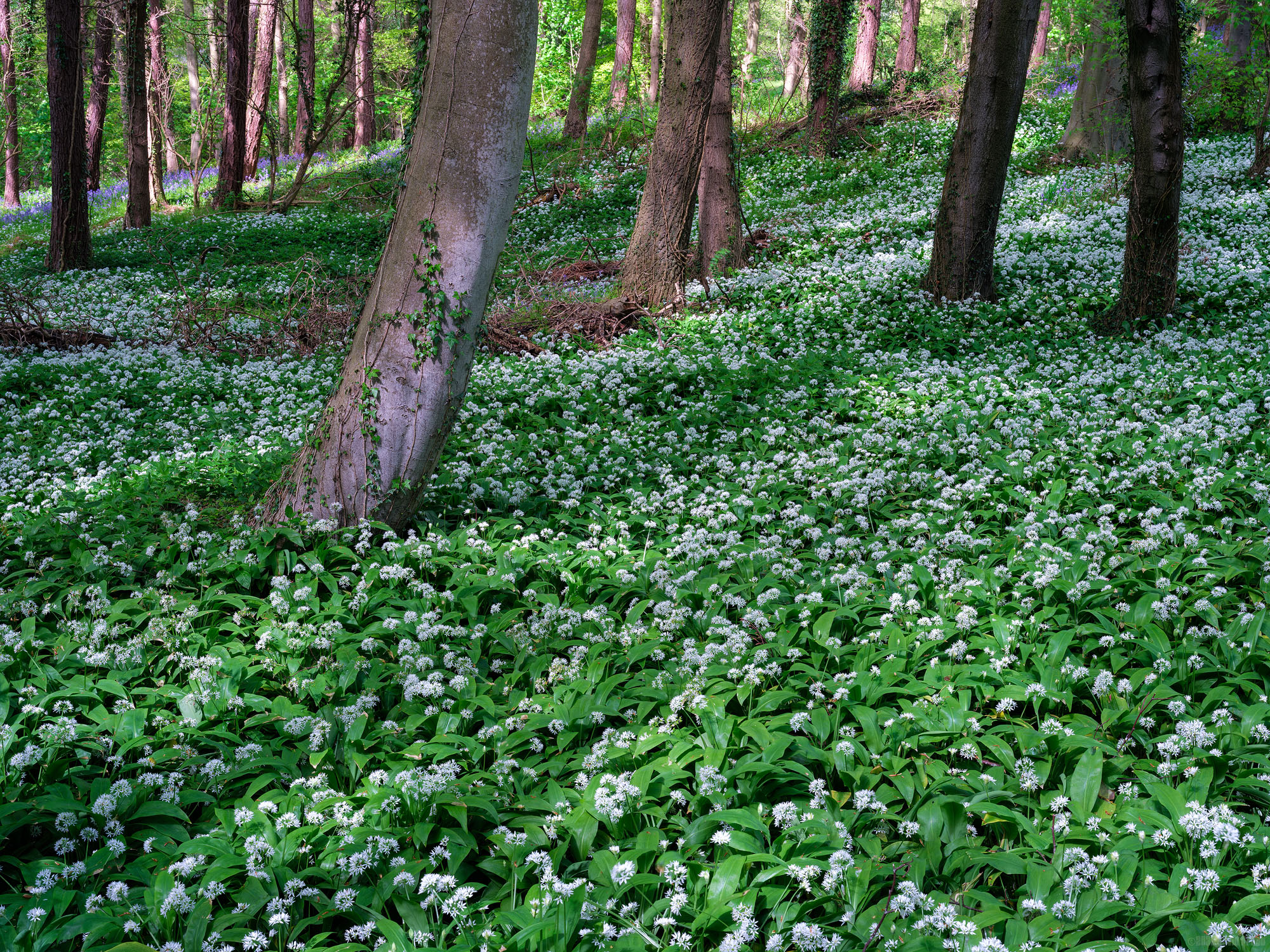 The Sweet Smell Of Wild Garlic