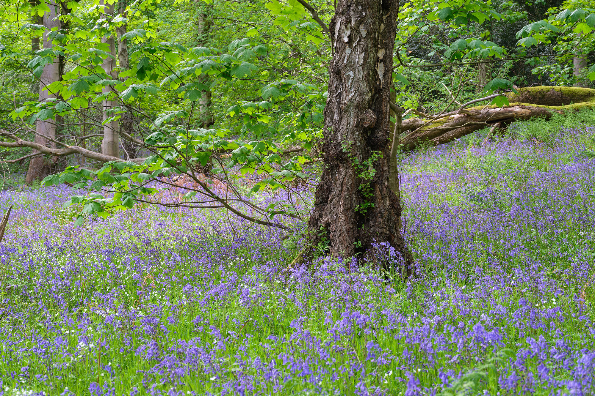 Morpeth In Bloom