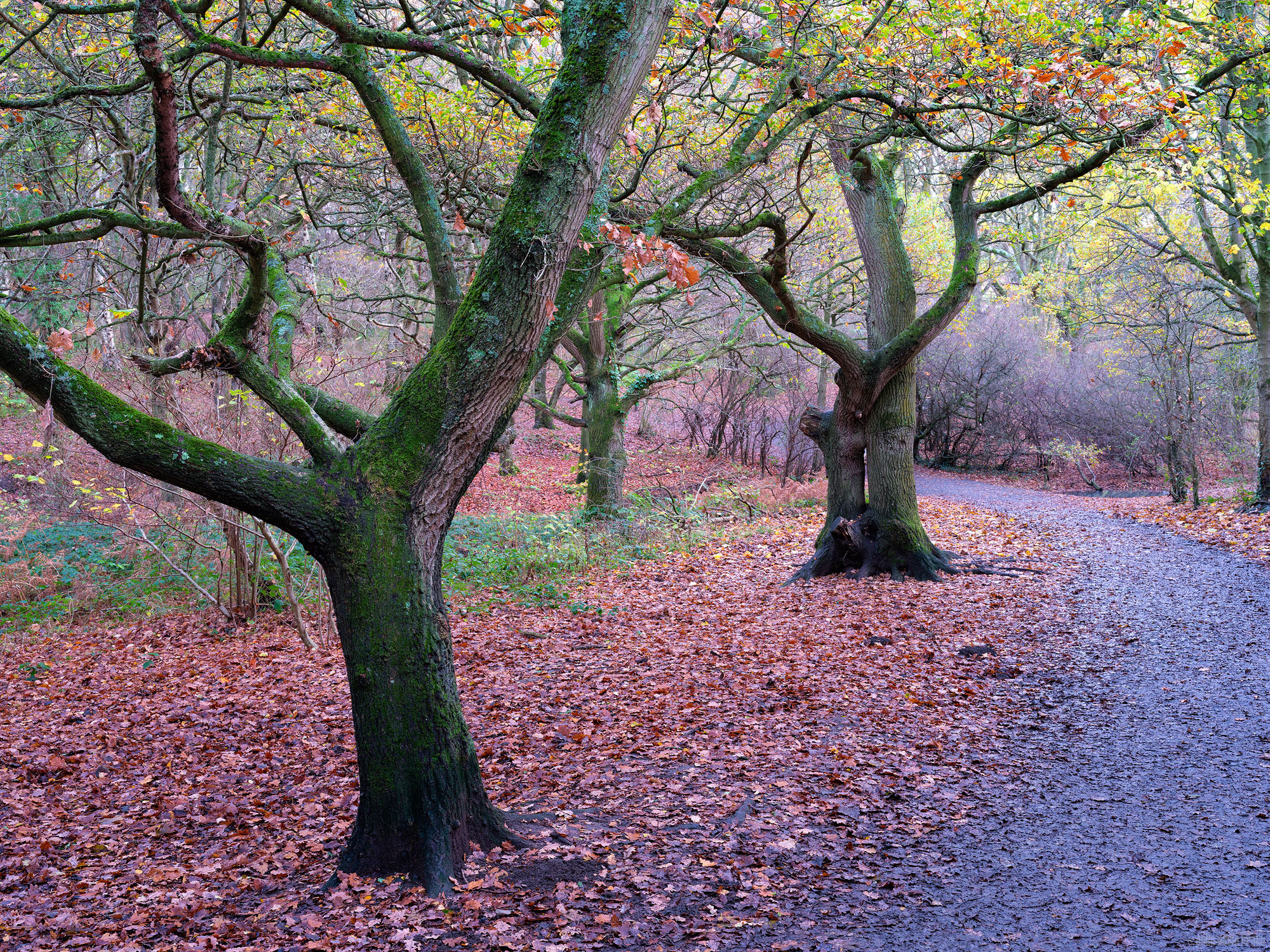 A Path Worth Walking