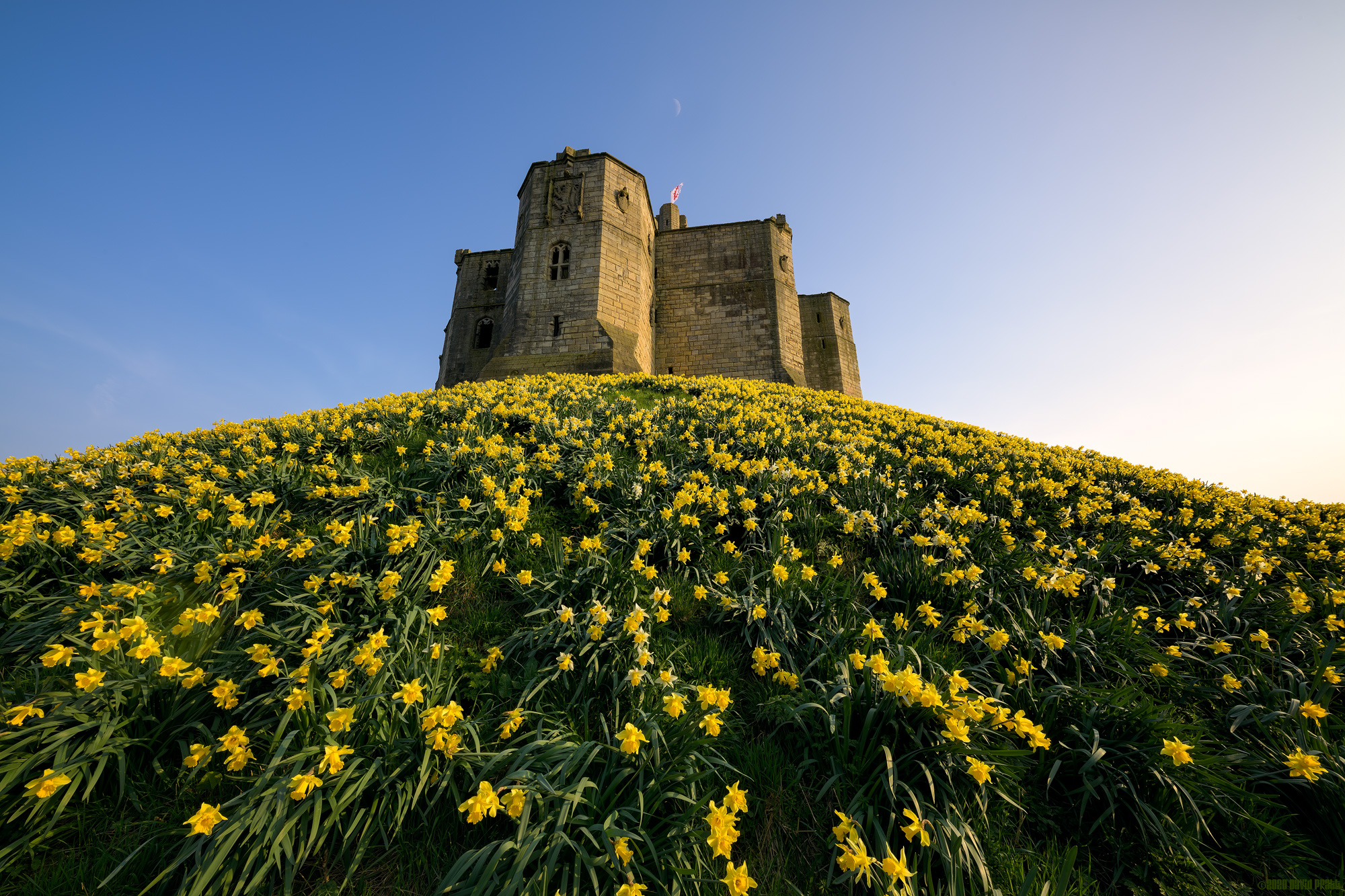 Daffodil Castle