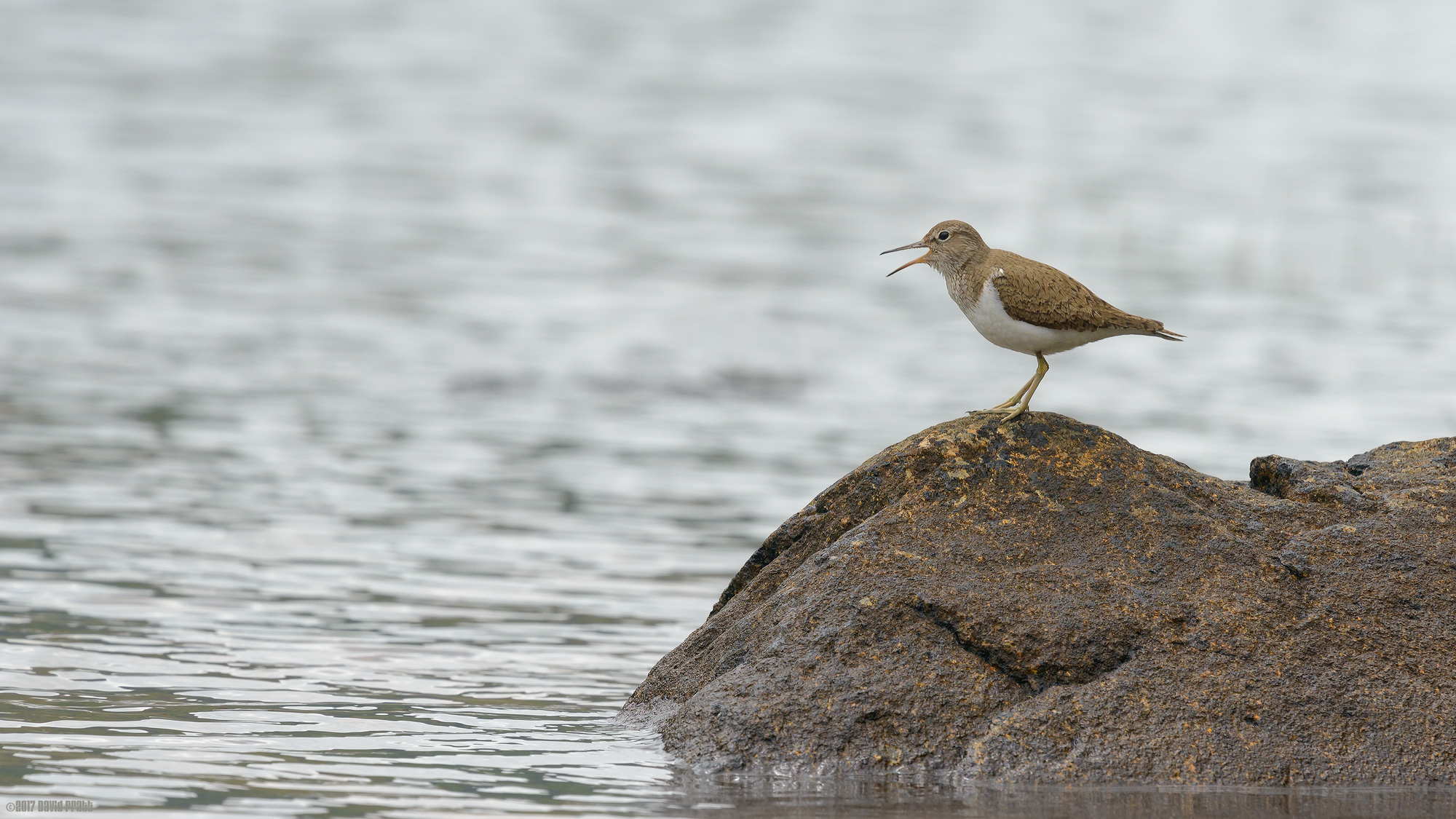 Common Sandpiper In Song