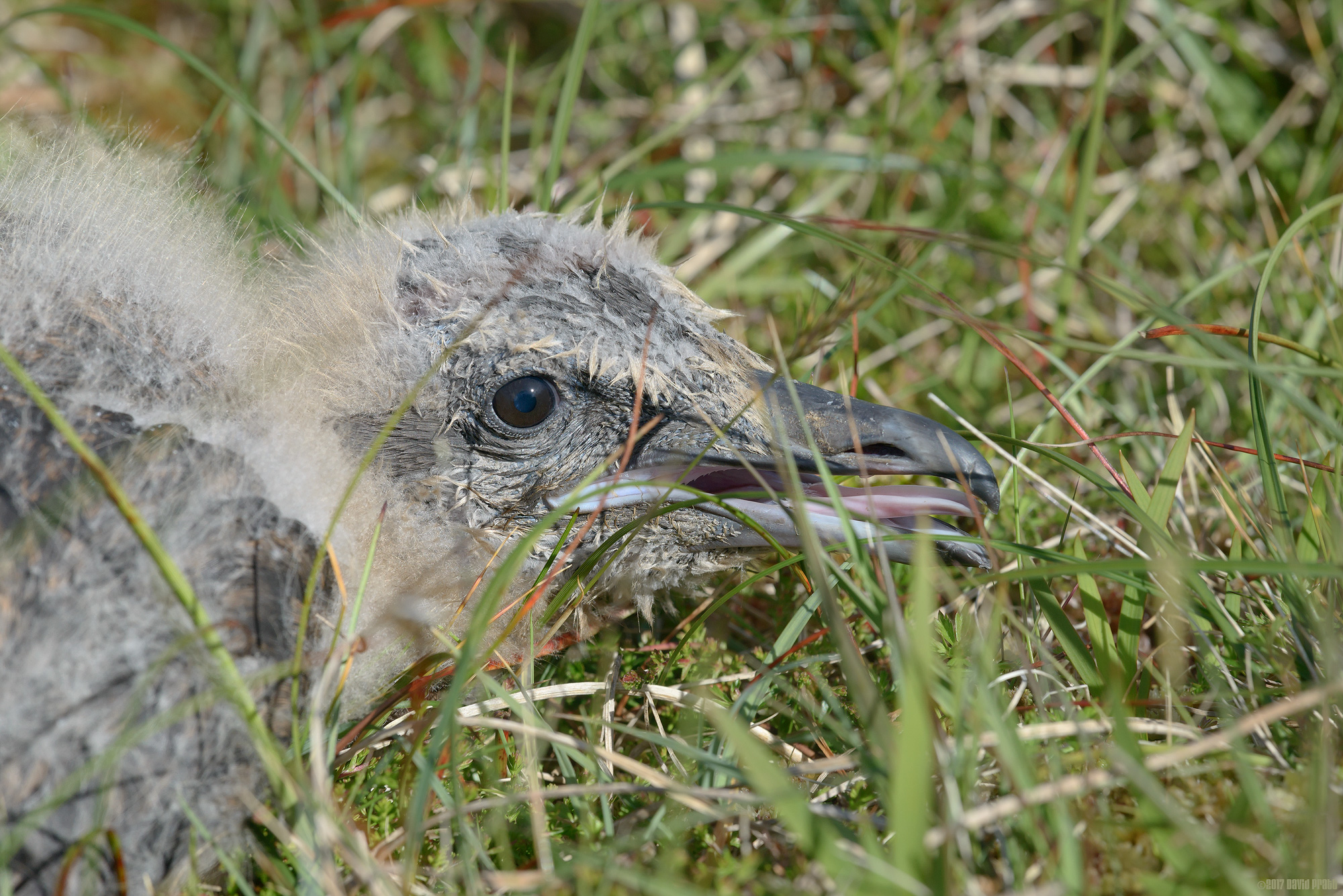 Great Skua Chick In The Grass
