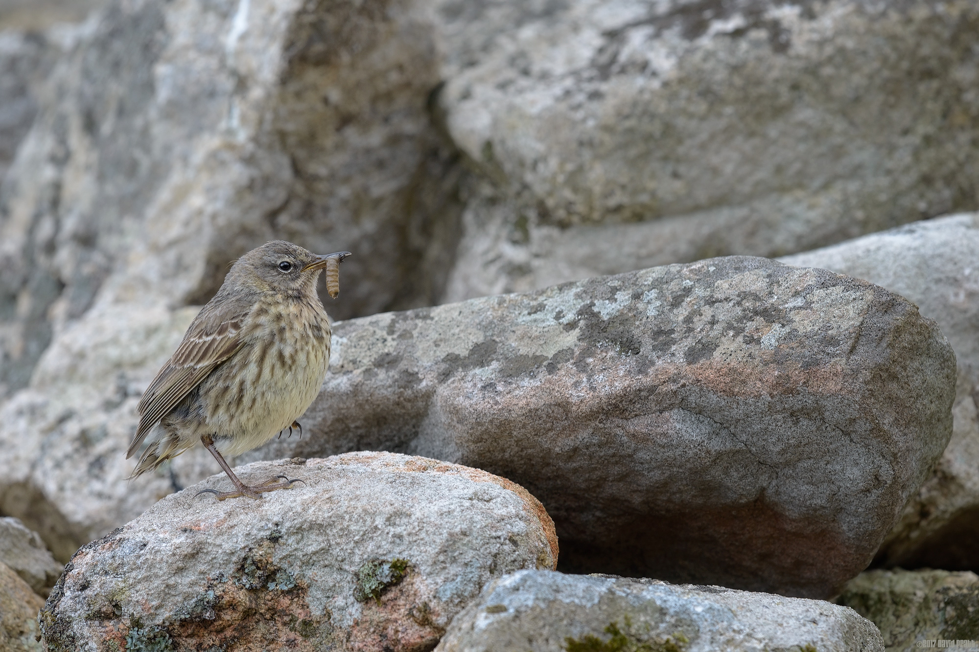 Meadow Pipit With A Meal