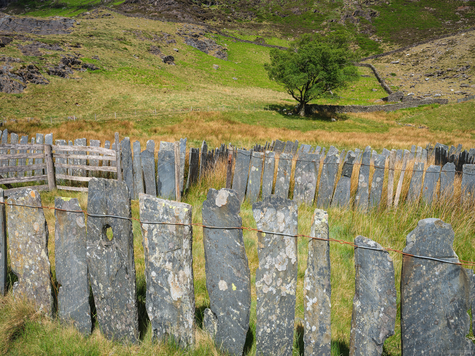 The Only Shade Is Under A Tree