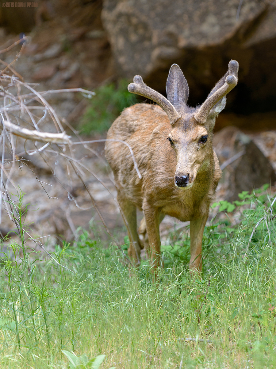 Riverside Walk Close Encounter