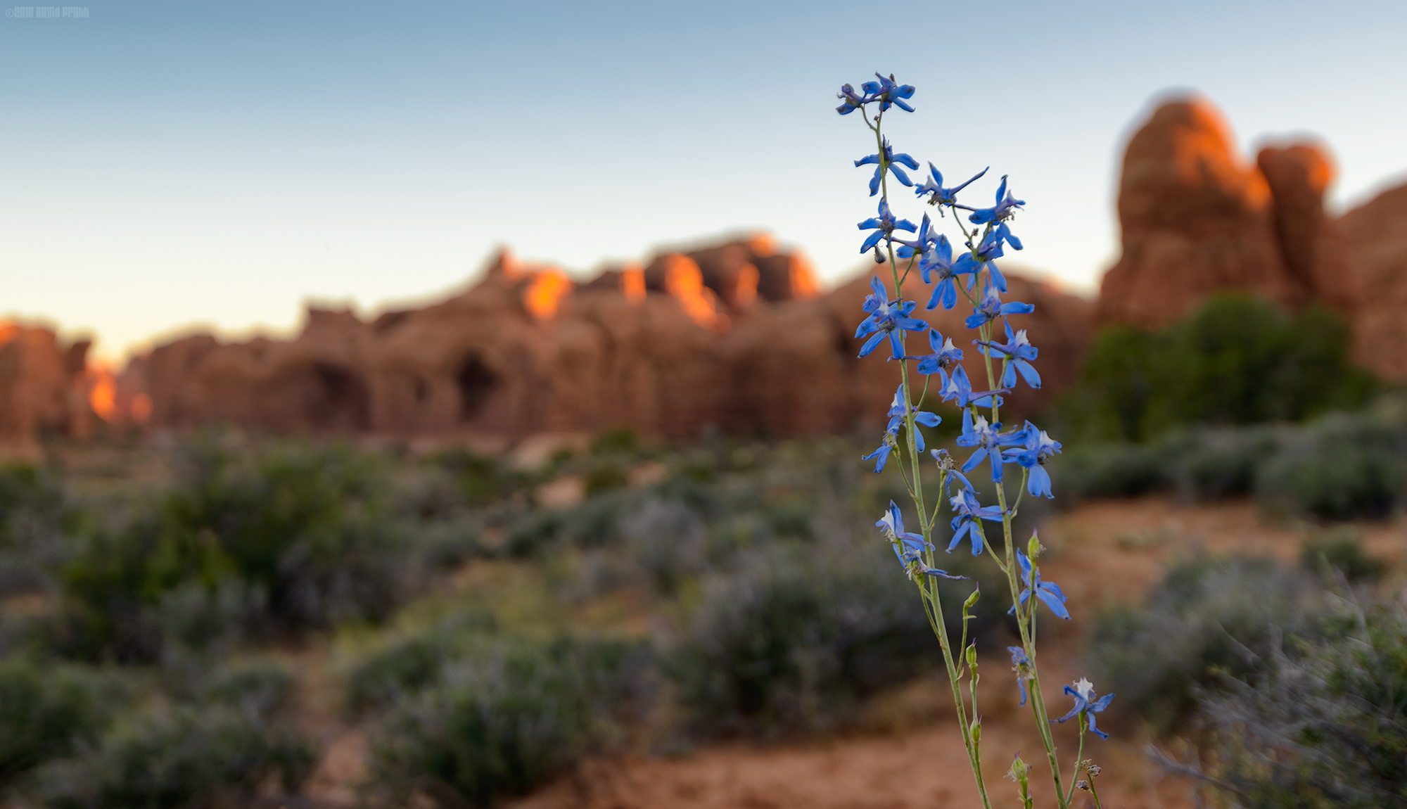 Flowers In The Desert