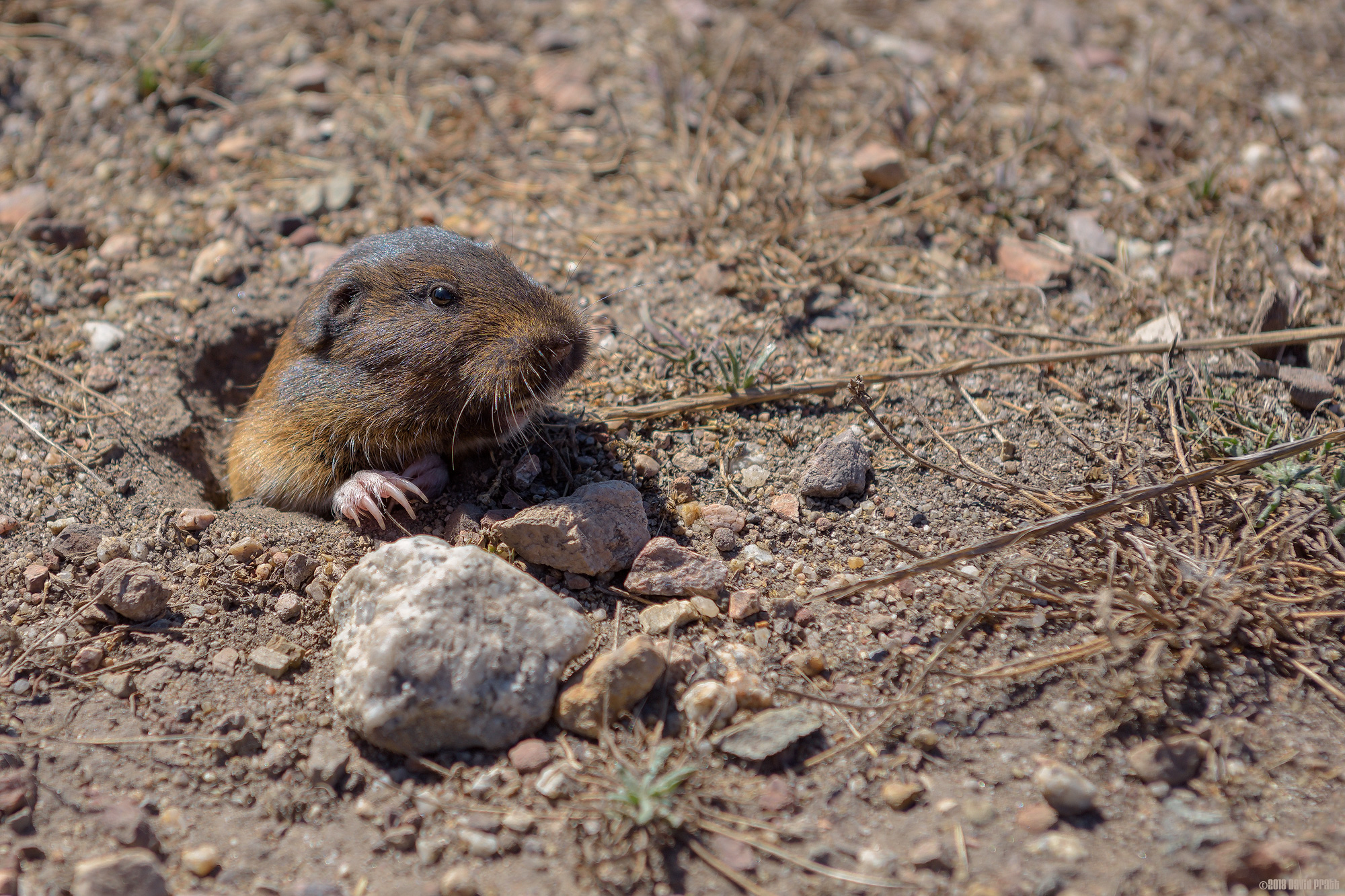 Botta's Pocket Gopher