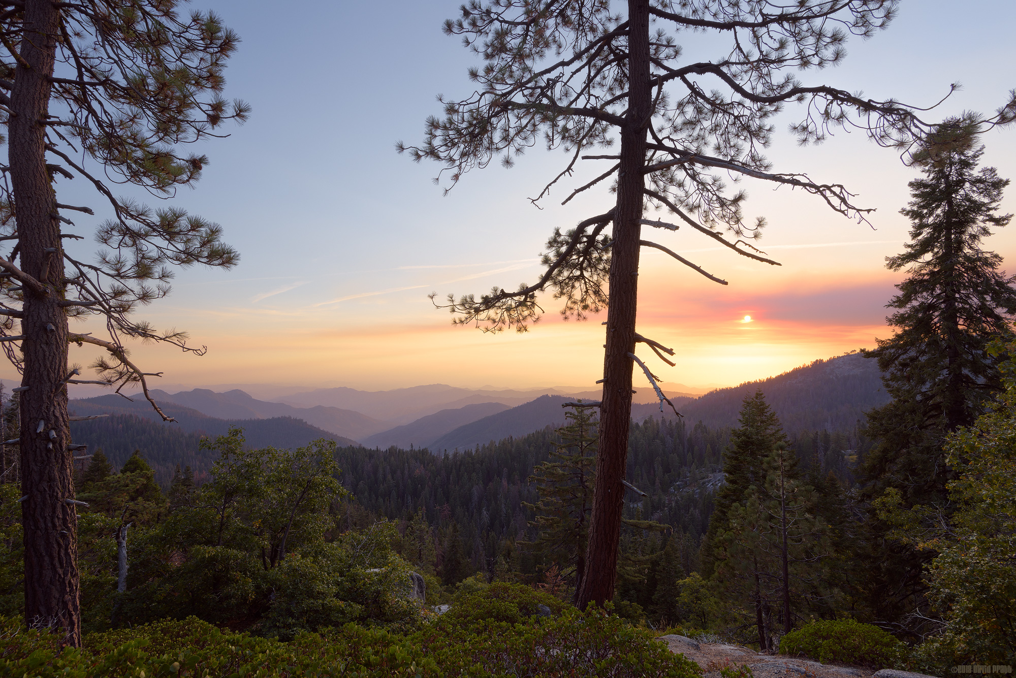Smokey Sequoia Sundown