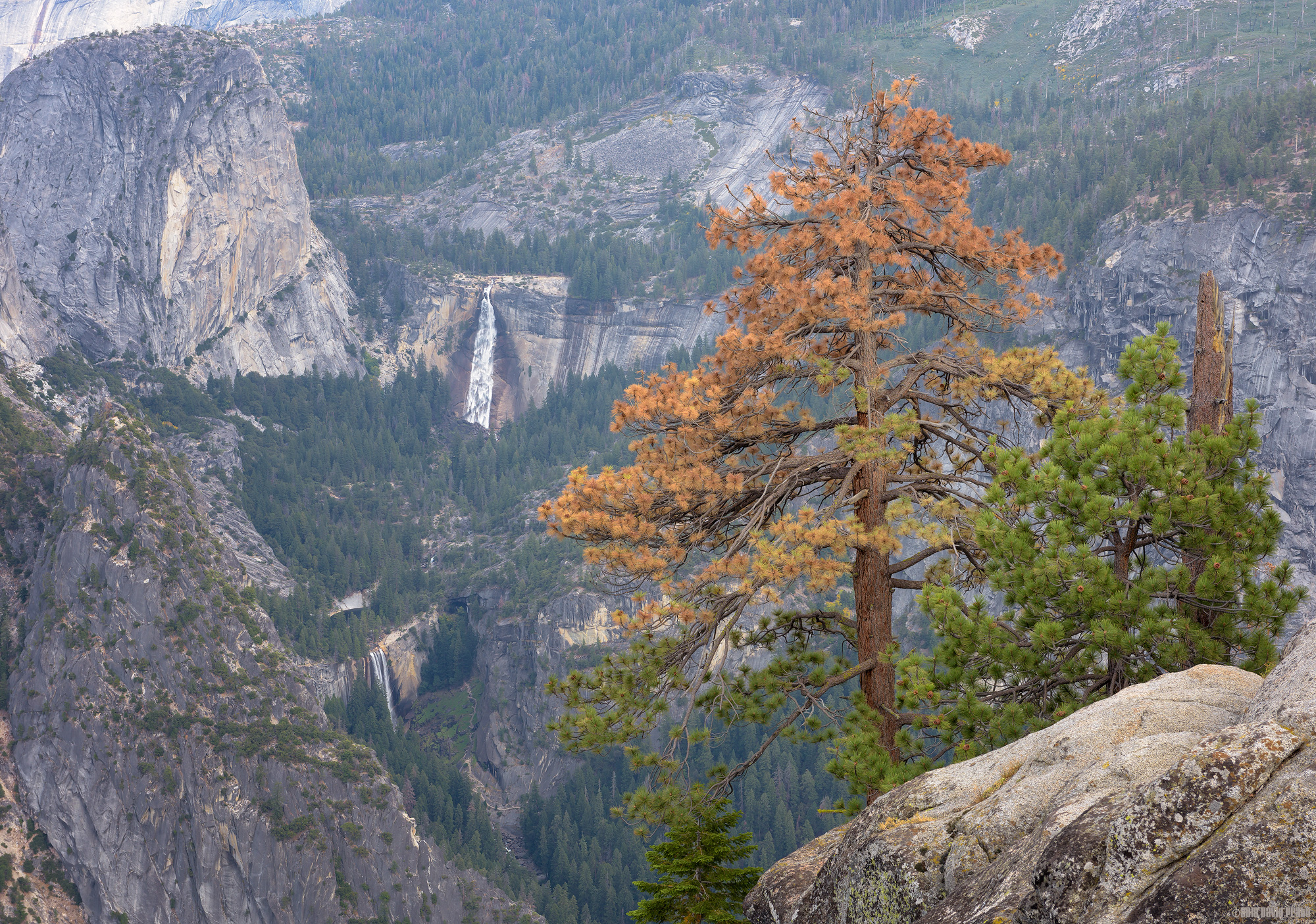 Yosemite Pine