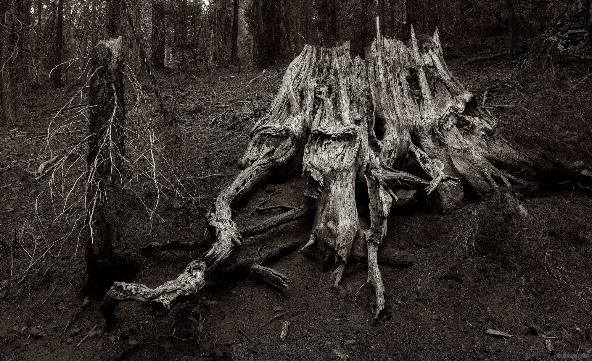 Lighting Up The Bark