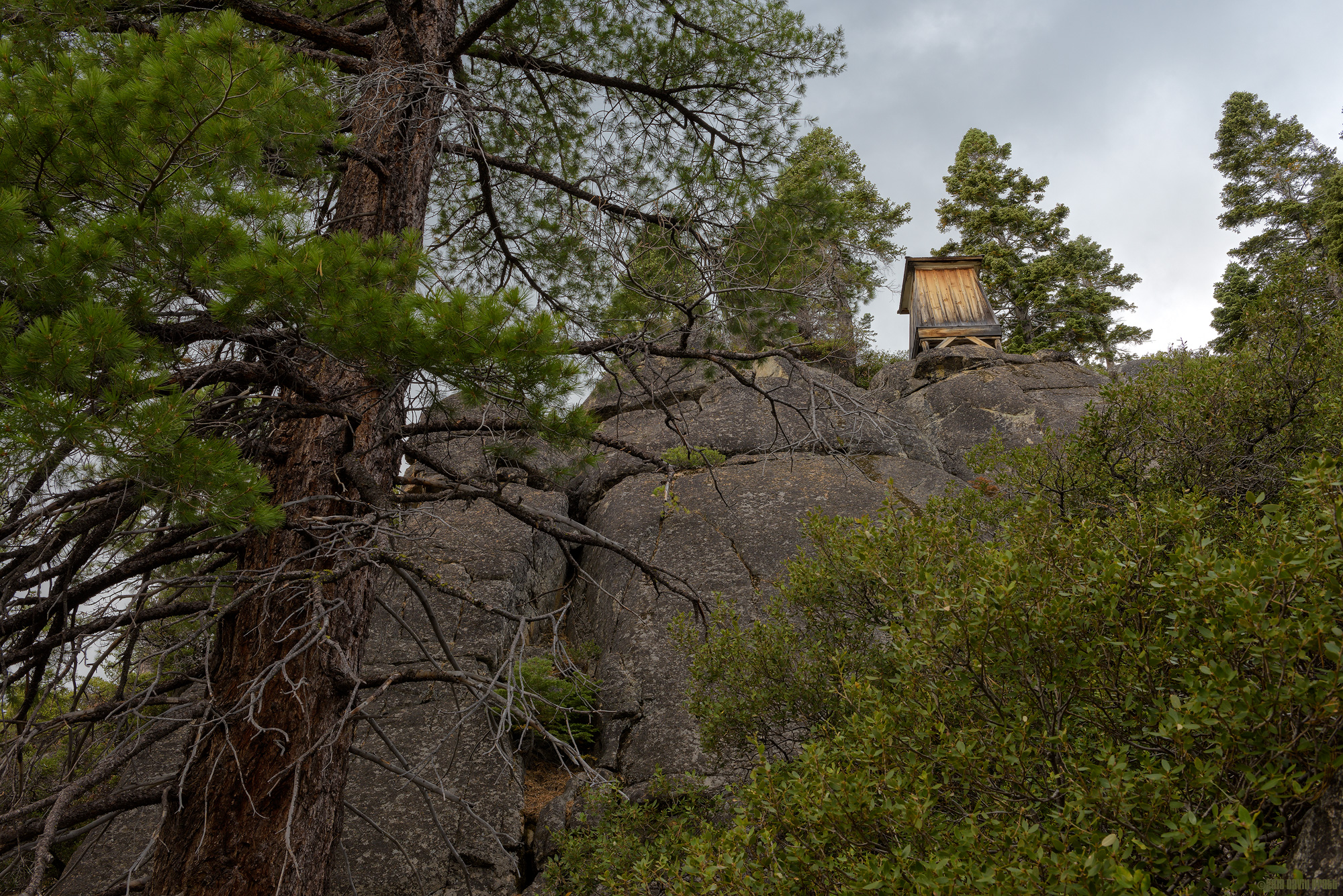 The Lighthouse In The Trees
