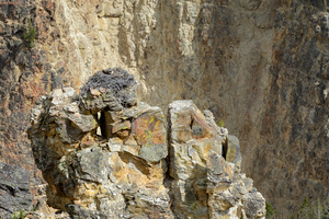 Yellowstone Osprey Eyrie