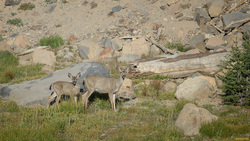Wild Mule Deer