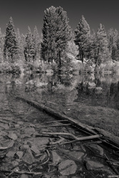 The Log In The Lake