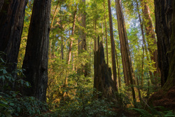 Among The Redwoods