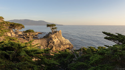 Standing Before The Lone Cypress