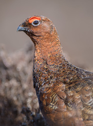 Red Grouse Portrait