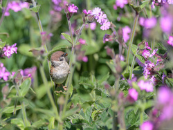 Tree Sparrow Eating Ladybird