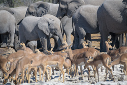 Queuing At The Waterhole