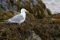 Gull On Seaweed