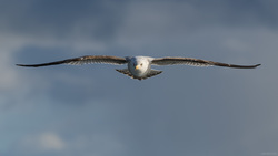 On The Wings Of A Gull