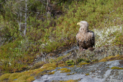 Eagle On A Rock